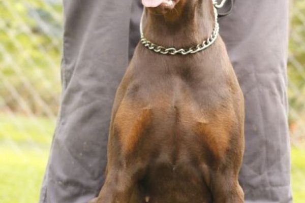 Dobermann TOP cuccioli in vendita dobermanntopcuccioliinvendita123456789.jpg