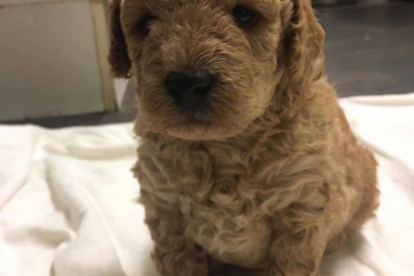 Barbonciny red cuccioli TOP barboncinyredcucciolitop12.jpeg