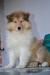 Collies cuccioli 406773b.jpg