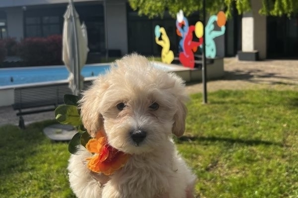 Favolosi maltipoo favolosimaltipoo.jpeg