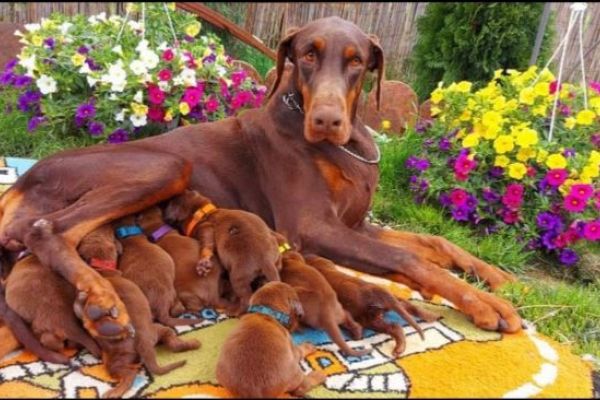 Dobermann BELLISSIMI cuccioli dobermannbellissimicuccioli12.jpg