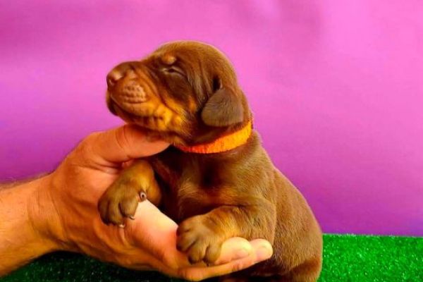 Dobermann BELLISSIMI cuccioli dobermannbellissimicuccioli1234.jpg