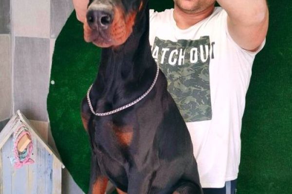 Dobermann BELLISSIMI cuccioli dobermannbellissimicuccioli12345.jpg