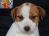 Jack Russell Terrier - Cuccioli Altamente Selezionati 451228a.jpg