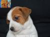 Jack Russell Terrier - Cuccioli Altamente Selezionati 451228b.jpg