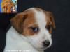 Jack Russell Terrier - Cuccioli Altamente Selezionati 451228c.jpg