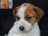 Jack Russell Terrier - Cuccioli Altamente Selezionati 451228d.jpg