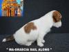 Jack Russell Terrier - Cuccioli Altamente Selezionati 451228e.jpg