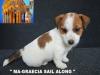 Jack Russell Terrier - Cuccioli Altamente Selezionati 451228f.jpg