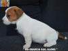 Jack Russell Terrier - Cuccioli Altamente Selezionati 451228g.jpg