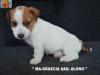 Jack Russell Terrier - Cuccioli Altamente Selezionati 451228h.jpg