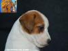 Jack Russell Terrier - Cuccioli Altamente Selezionati 451228j.jpg