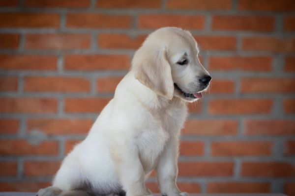 Golden retriever cuccioli goldenretrievercuccioli1.jpg