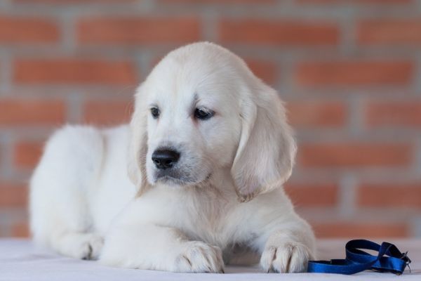 Golden retriever cuccioli goldenretrievercuccioli12.jpg
