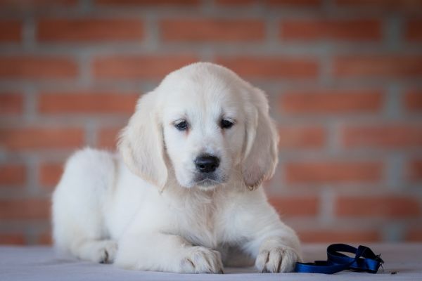 Golden retriever cuccioli goldenretrievercuccioli123.jpg