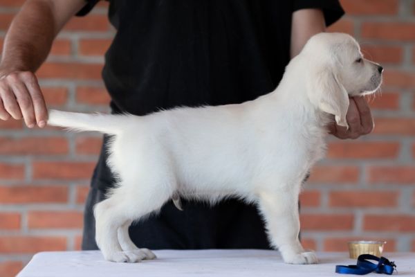 Golden retriever cuccioli goldenretrievercuccioli1234.jpg