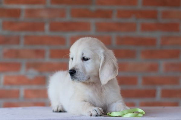 Golden retriever cuccioli goldenretrievercuccioli123456.jpg