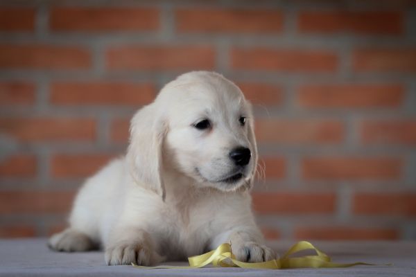 Golden retriever cuccioli goldenretrievercuccioli1234567.jpg