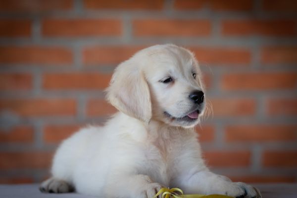Golden retriever cuccioli goldenretrievercuccioli12345678.jpg
