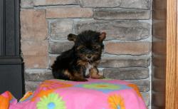 Yorkshire Terrier Mini Toy YorkshireTerrierMiniToy.jpg