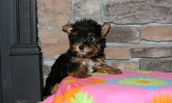 Yorkshire Terrier Mini Toy YorkshireTerrierMiniToy12.jpg