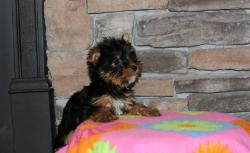 Yorkshire Terrier Mini Toy YorkshireTerrierMiniToy123.jpg