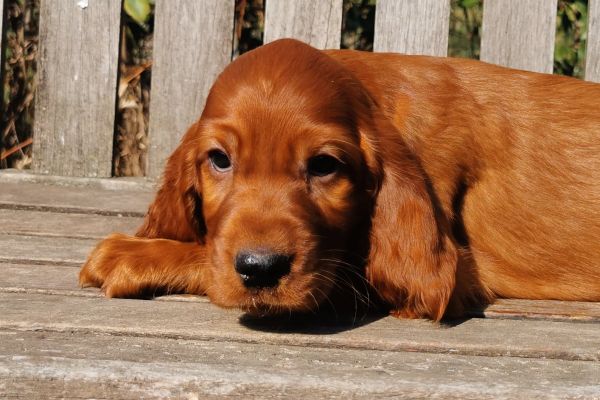 Cuccioli di Setter Irlandese rosso cucciolidisetterirlandeserosso.jpg