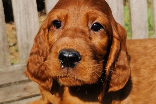 Cuccioli di Setter Irlandese rosso cucciolidisetterirlandeserosso1.jpg