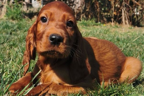 Cuccioli di Setter Irlandese rosso cucciolidisetterirlandeserosso12.jpg