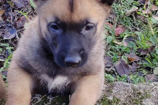 Malinois belga cuccioli malinoisbelgacuccioli.jpg