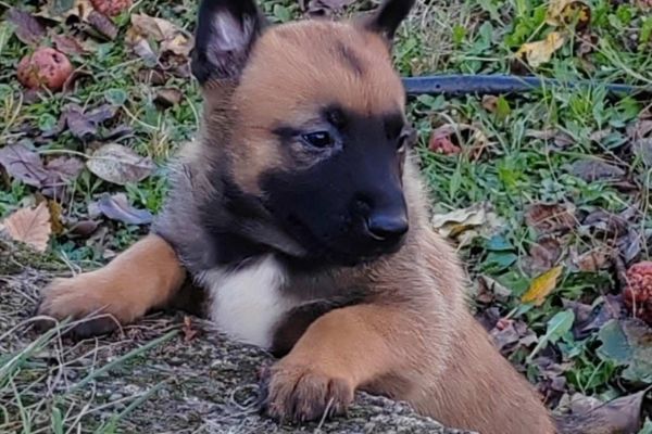 Malinois belga cuccioli malinoisbelgacuccioli1.jpg