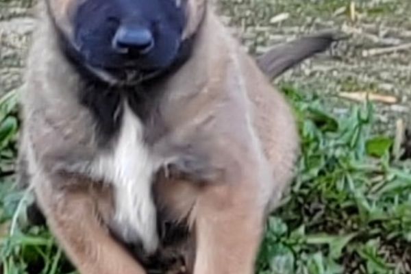 Malinois belga cuccioli malinoisbelgacuccioli12.jpg