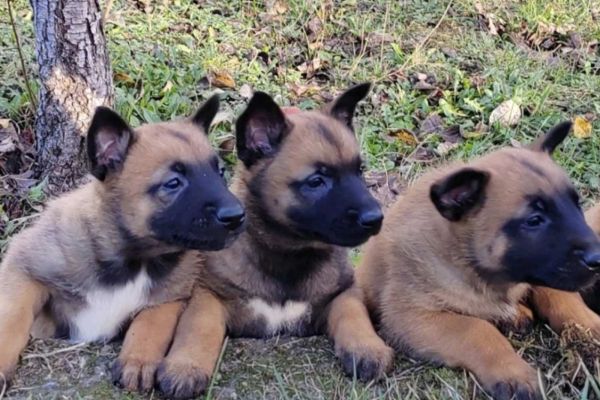 Malinois belga cuccioli malinoisbelgacuccioli123.jpg