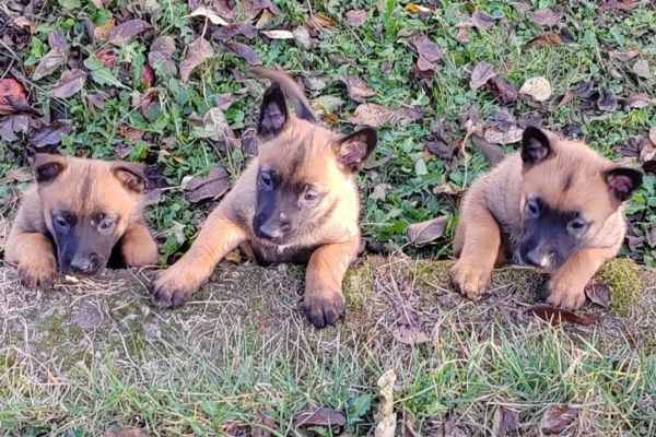 Malinois belga cuccioli malinoisbelgacuccioli1234.jpg