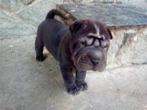 Shar-pei cuccioli Sharpeicuccioli-61cd7dab23d48.jpg