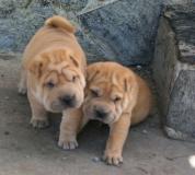 Shar-pei cuccioli Sharpeicuccioli-61cd7dc1af5a0.jpg