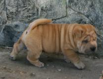 Shar-pei cuccioli Sharpeicuccioli-61cd7dc206459.jpg