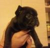 Splendidi cuccioli Bouledogue francese 100% Italia 447575a.jpg