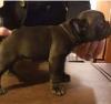 Splendidi cuccioli Bouledogue francese 100% Italia 447575b.jpg