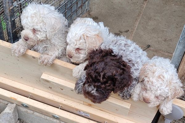 Lagotto romagnolo lagottoromagnolo-646cc4043dee1.jpg