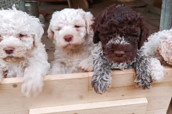 Lagotto romagnolo lagottoromagnolo-646cc47279d48.jpg