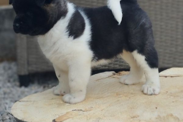 Akita americano cuccioli akitaamericanocuccioli1.jpg