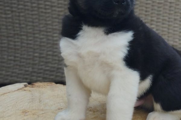 Akita americano cuccioli akitaamericanocuccioli12.jpg