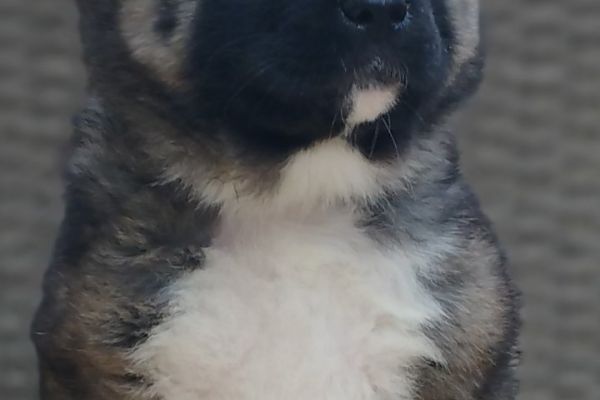 Akita americano cuccioli akitaamericanocuccioli123.jpg