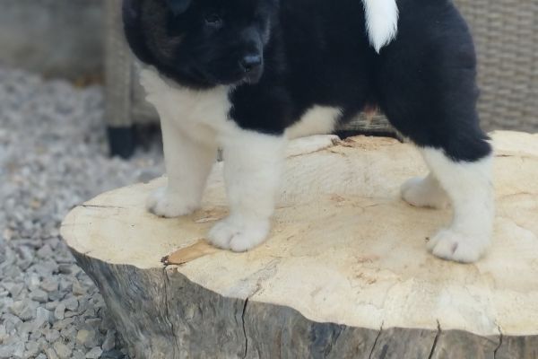 Akita americano cuccioli akitaamericanocuccioli1234.jpg