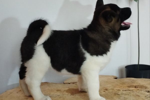 Akita americano cuccioli akitaamericanocuccioli12345.jpg