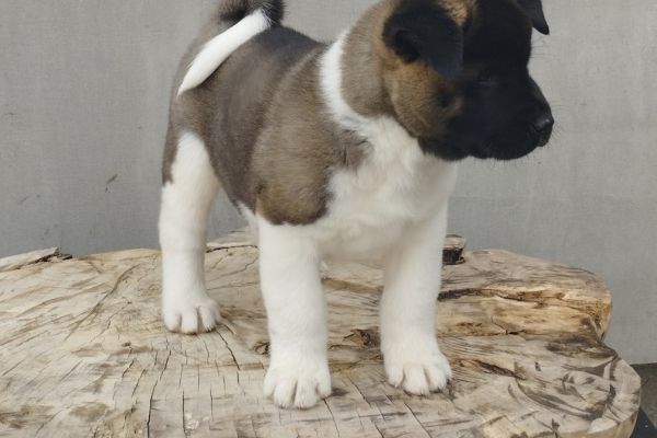 Akita americano cuccioli akitaamericanocuccioli123456.jpg