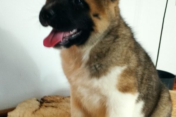 Akita americano cuccioli akitaamericanocuccioli12345678.jpg