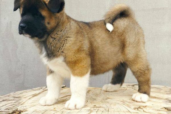 Akita americano cuccioli akitaamericanocuccioli123456789.jpg