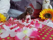 Chihuahua femmina cioccolato focato Chihuahuafemminacioccolatofocato1.jpg